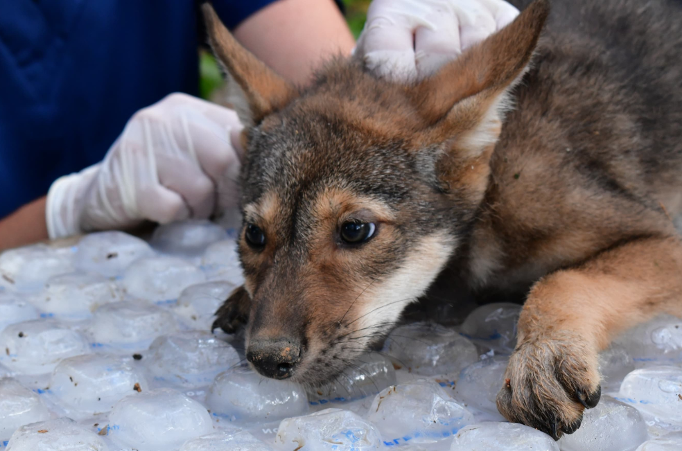 Esperanza para especie en peligro: nacen nuevos cachorros de lobos rojos (video)