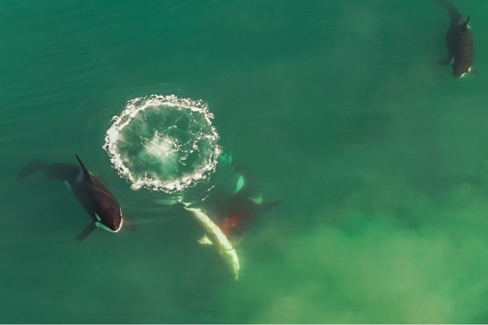 Video: dron muestra a grupo de orcas cercando y matando a un gran tiburón blanco