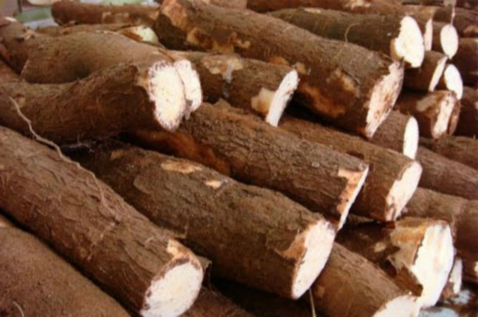 La yuca puede convertirse en el cultivo del siglo XXI: FAO