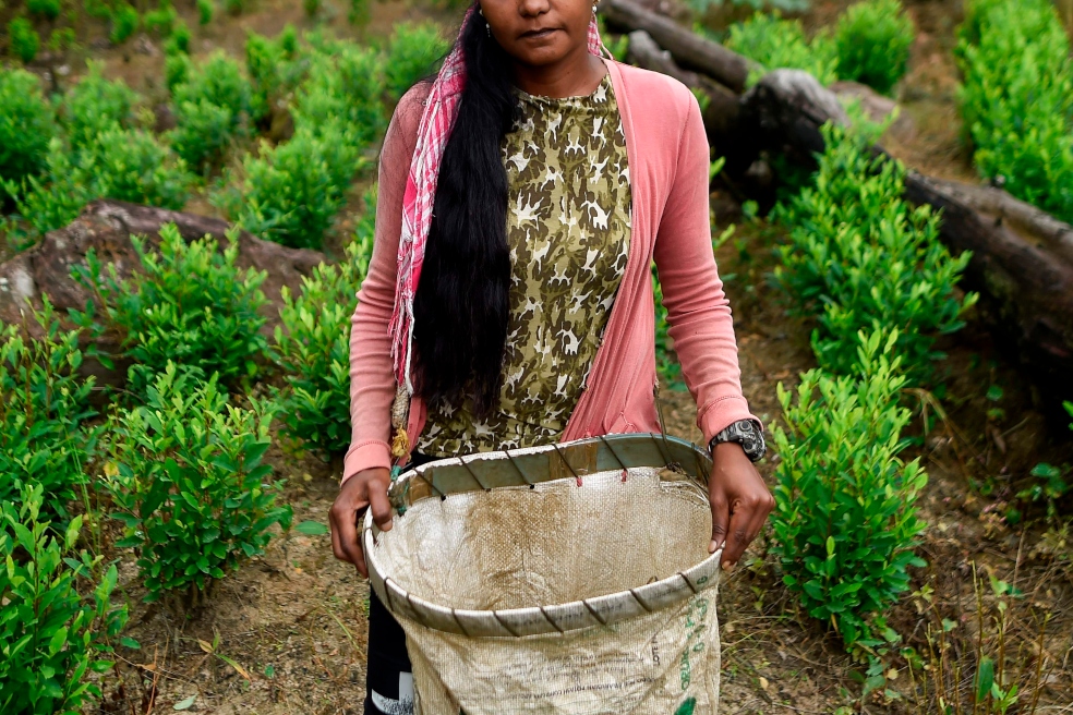 De las 20.331 personas que se inscribieron al PNIS en Putumayo, bajo la promesa de recibir incentivos para dejar el cultivo de coca, 8.095 son mujeres (el 40%). / AFP.