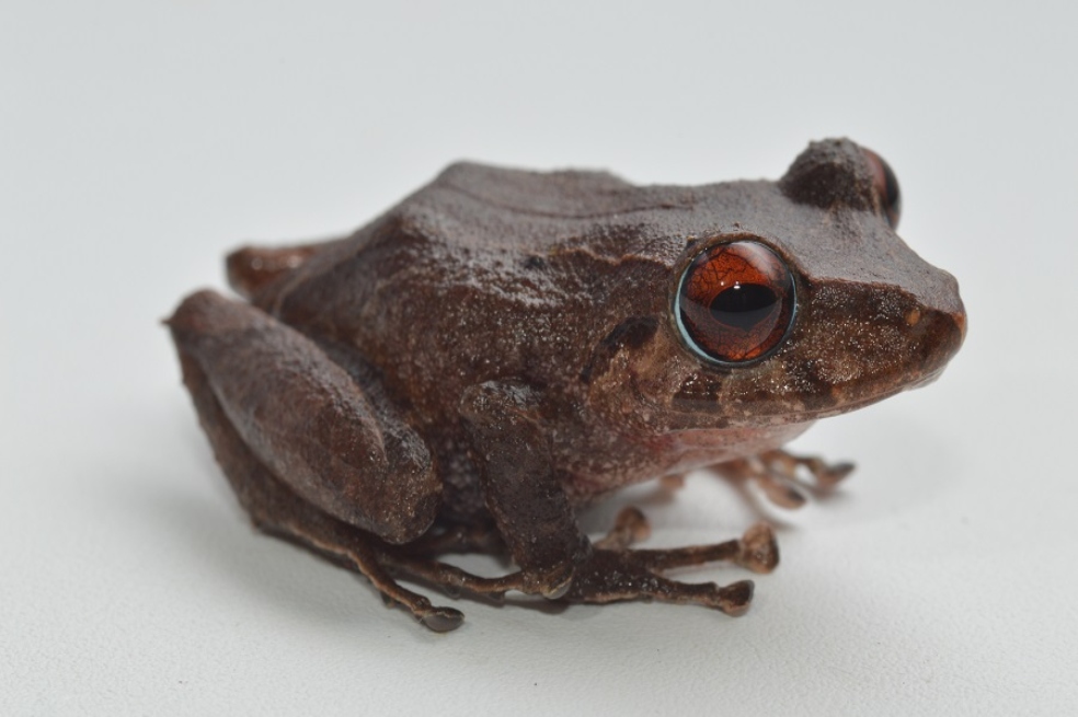 Rana de lluvia Pristimantis campesino.