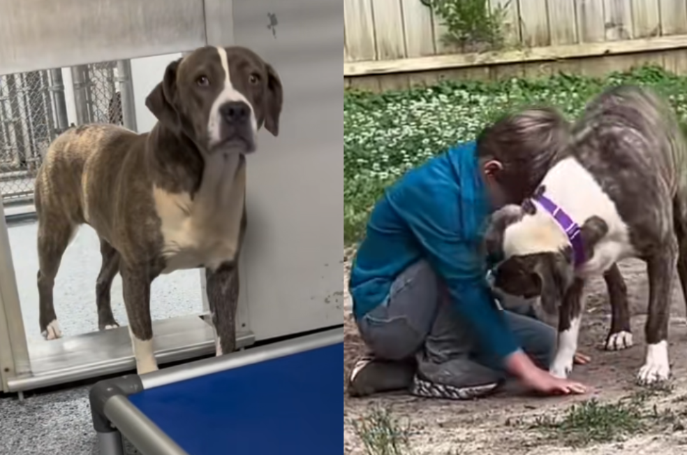 Perrita iba a ser sacrificada por ser “agresiva”, pero un niño cambió su destino