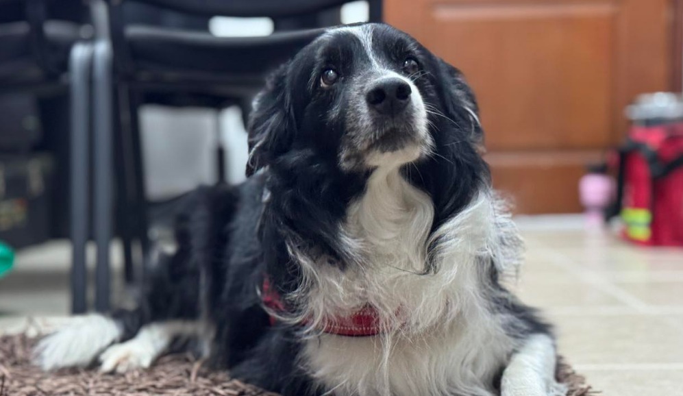 Archie, el perro que lleva apoyo emocional a estudiantes y pacientes en Armenia