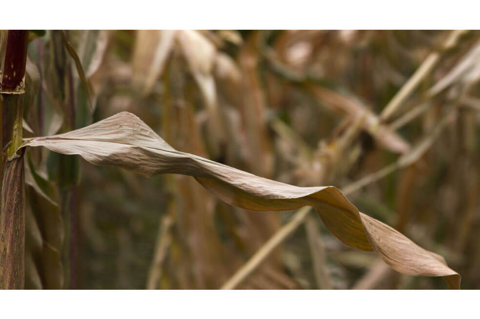 Los efectos del cambio climático sobre la producción de alimentos ya son una realidad
