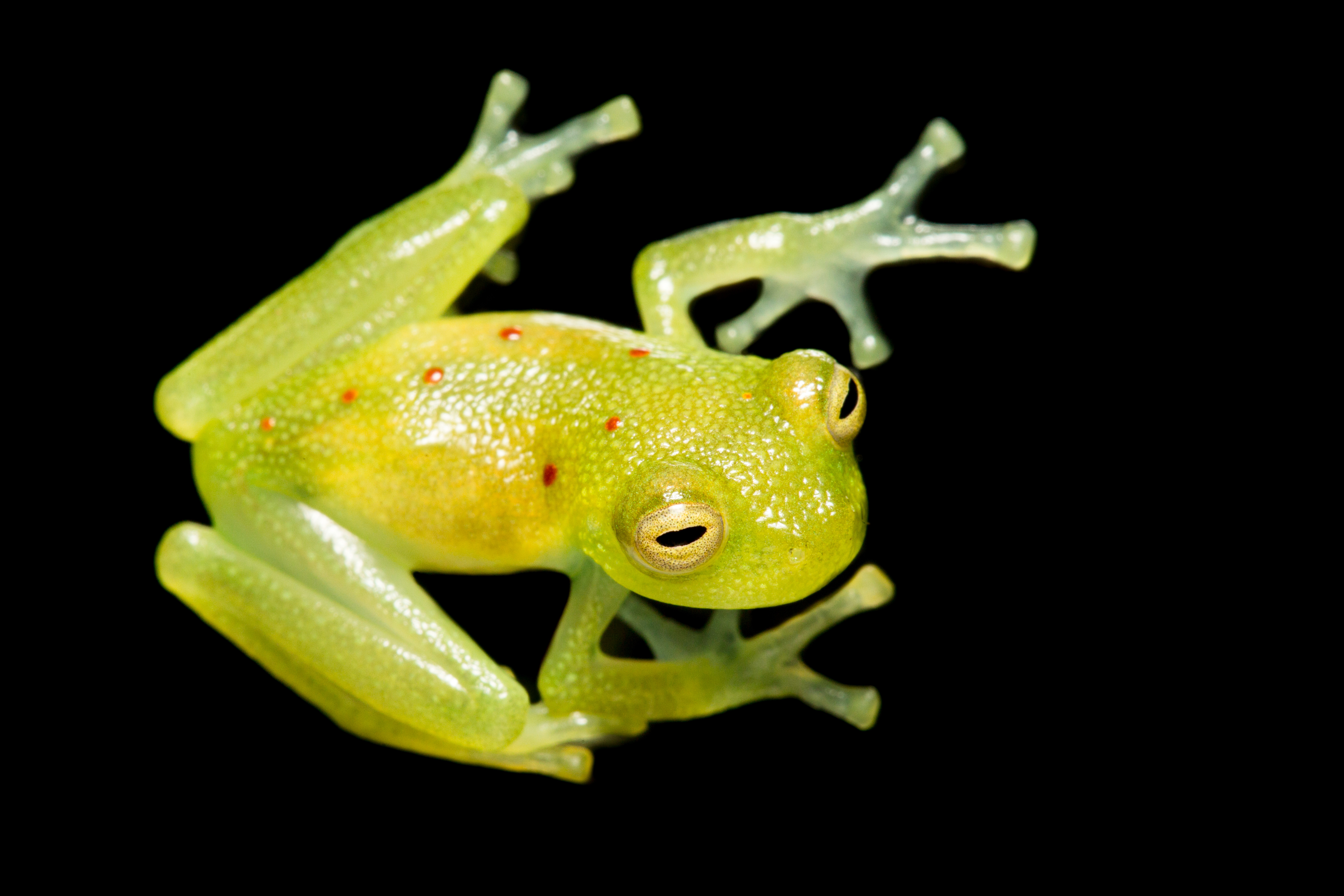 Nueva alerta de la UICN: más de 48.600 especies están amenazadas de extinción en el mundo