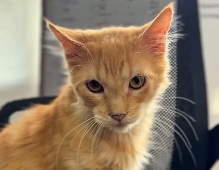 “Mejor déjenlo morir”: el cruel comentario que recibió una fundación por un gato enfermo