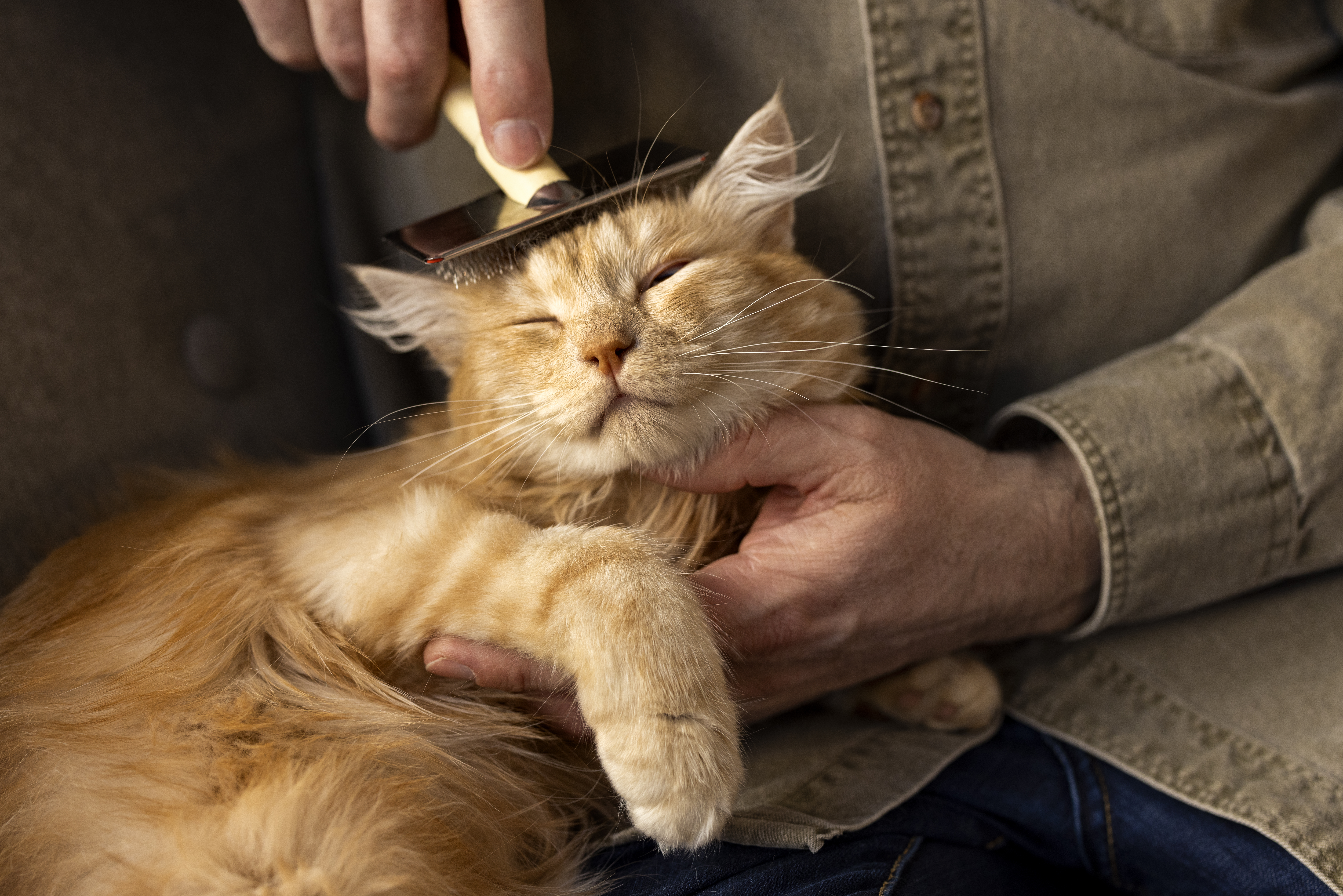 ¿A qué edad dejan de mudar pelo los gatos?: debe estar atento a estos cambios