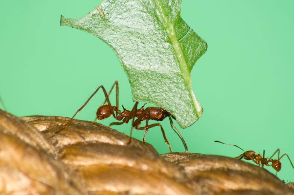 Las hormigas domestican plantas con heces para alterar su fisiología