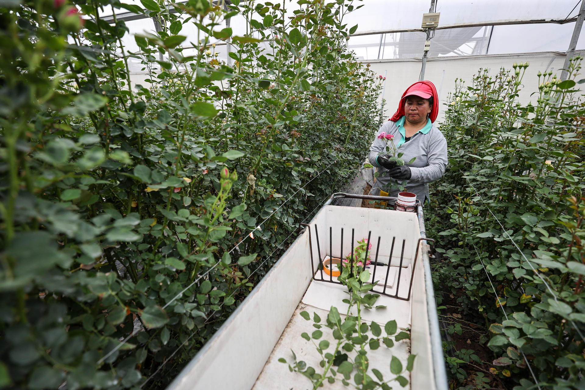 ACOMPAÑA CRÓNICA: ECUADOR FLORES QUI01. QUINCHE (ECUADOR) 02/05/2025.- Una trabajadora sostiene una rosa en la florícola Esmeralda Farms, el 29 de abril de 2025 en el sector del Quinche (Ecuador). Las flores ecuatorianas son exportadas para el día de la Madre. Como un mensaje de amor en forma de pétalos, que en esta temporada llegarán a miles de madres en distintas partes del mundo, las rosas ecuatorianas cruzan mares y montañas con sus vibrantes colores, que agradecen a su ubicación geográfica y un meticuloso cuidado en el corazón de los Andes. EFE/José Jácome
