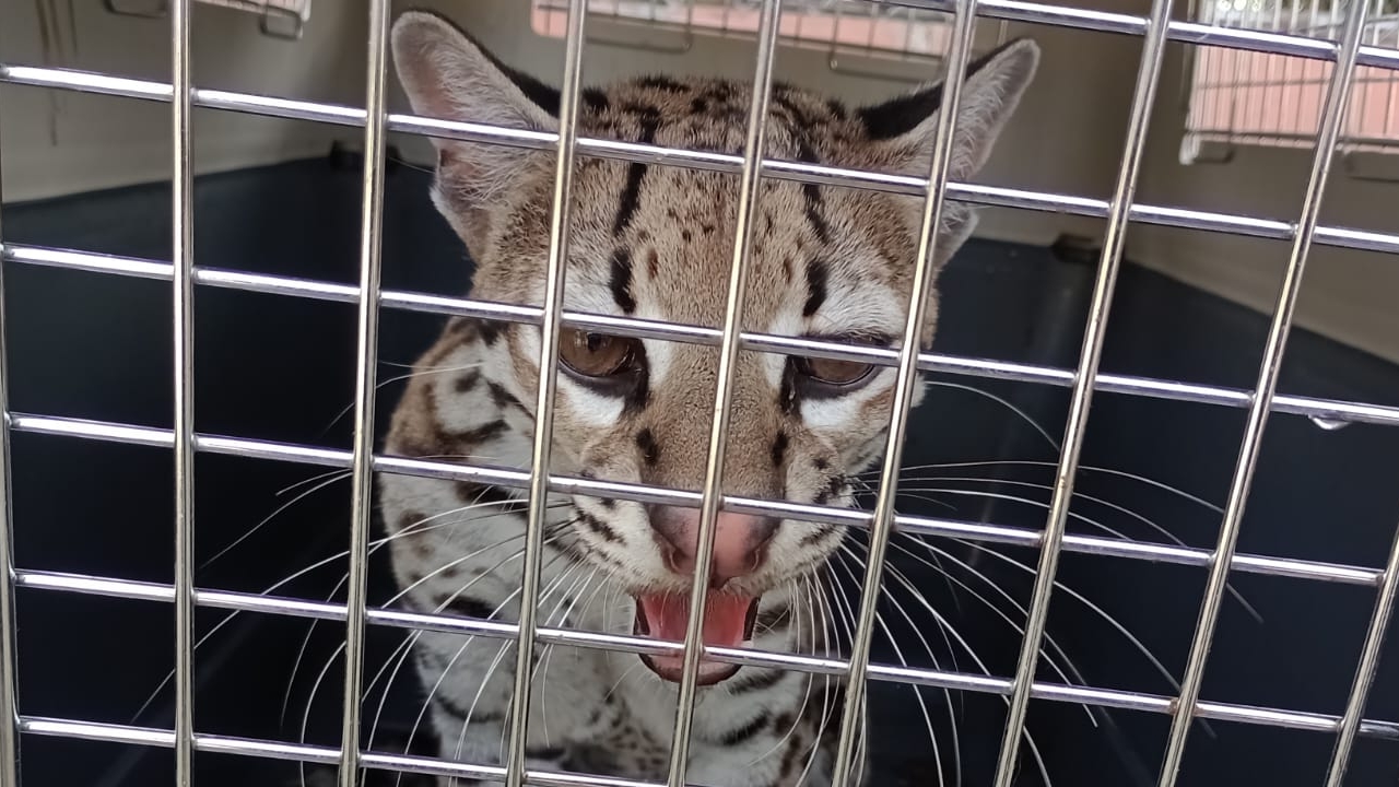 Lo sacaron de su hábitat para meterlo en una jaula: autoridades rescatan a un ocelote