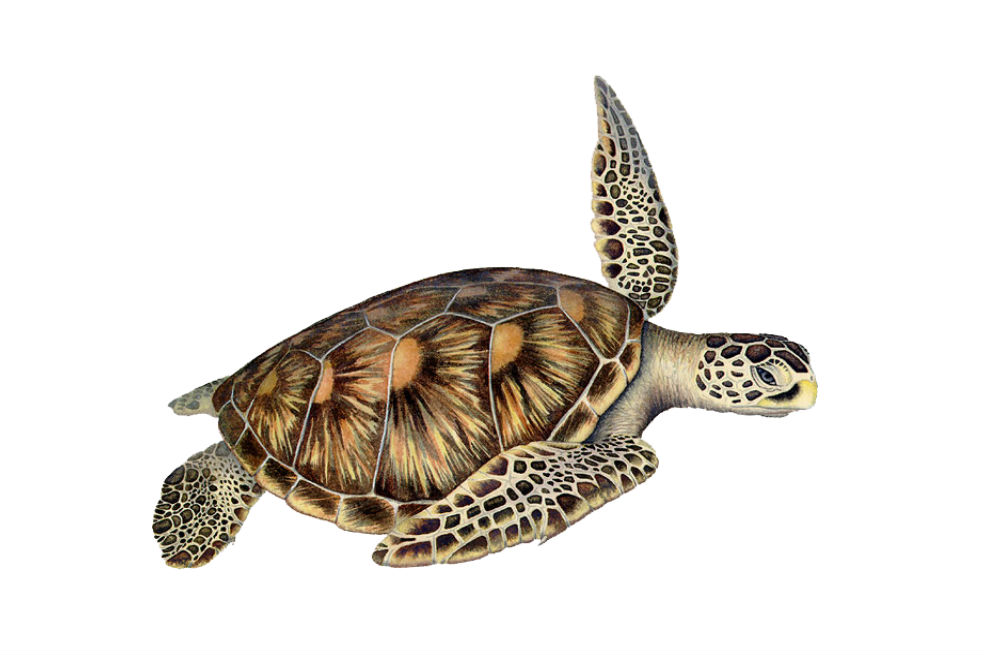 Conozca la especie de tortuga que se creía extinta desde hace 150 años