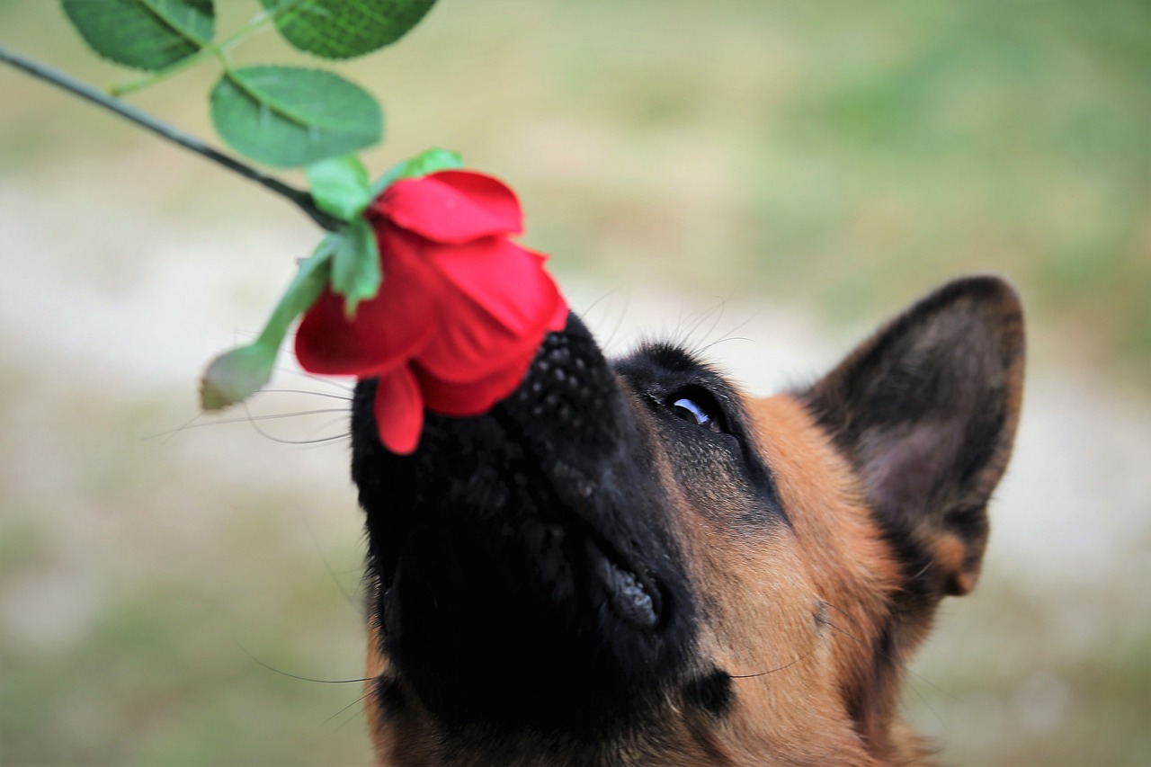Olores que aman, relajan y atraen a los perros