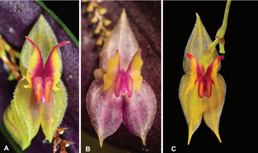 Lepanthes paolaalzateana en honor a Paola Alzate, una guardabosques y líder ambiental en el PNN Farallones/Juan Sebastian Moreno y equipo.