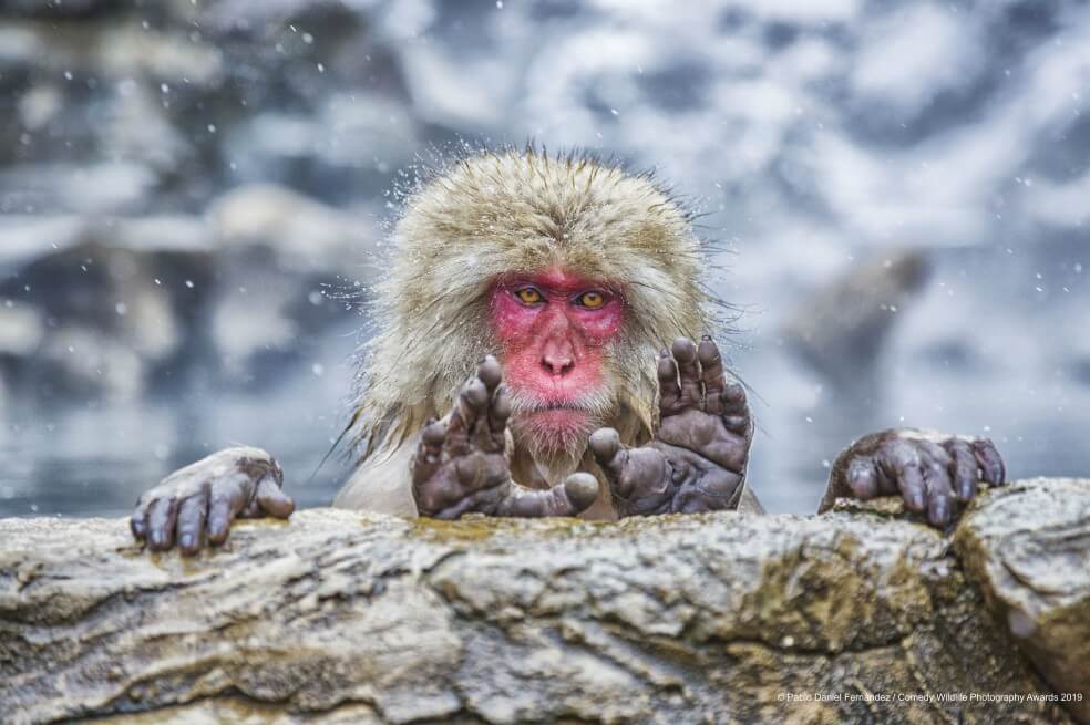 En imágenes: el lado mas cómico de la naturaleza