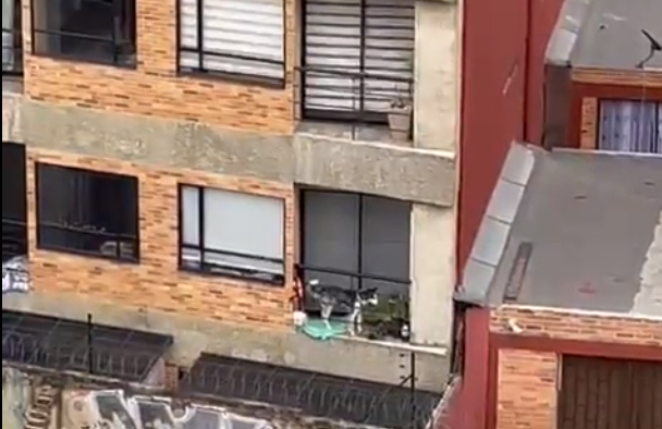 Rescatan a Mercury, un husky siberiano que permanecía en un pequeño balcón en Chapinero