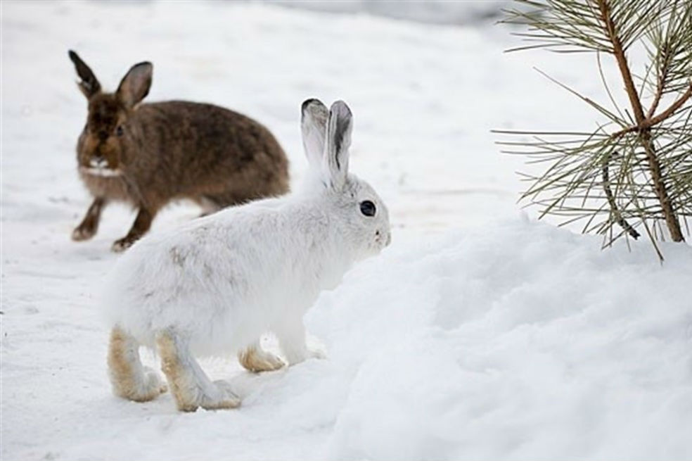 ¿Podrán sobrevivir los animales blancos al cambio climático?