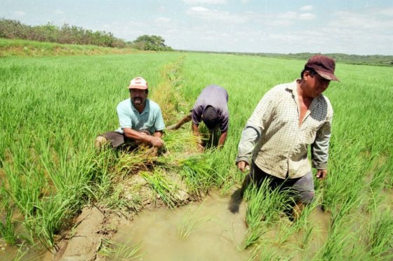 Advierten eventual alza en los precios del arroz por sequía en Tolima