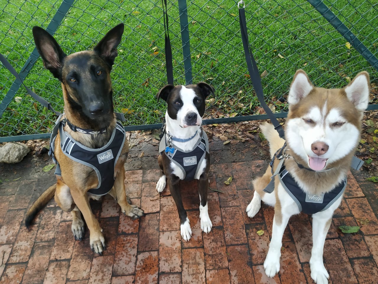 Manual para entender el comportamiento de los perros en estos tiempos.