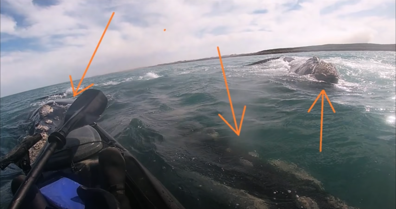 Video: Una ballena lleva a pasear a un pescador en Argentina en su lomo