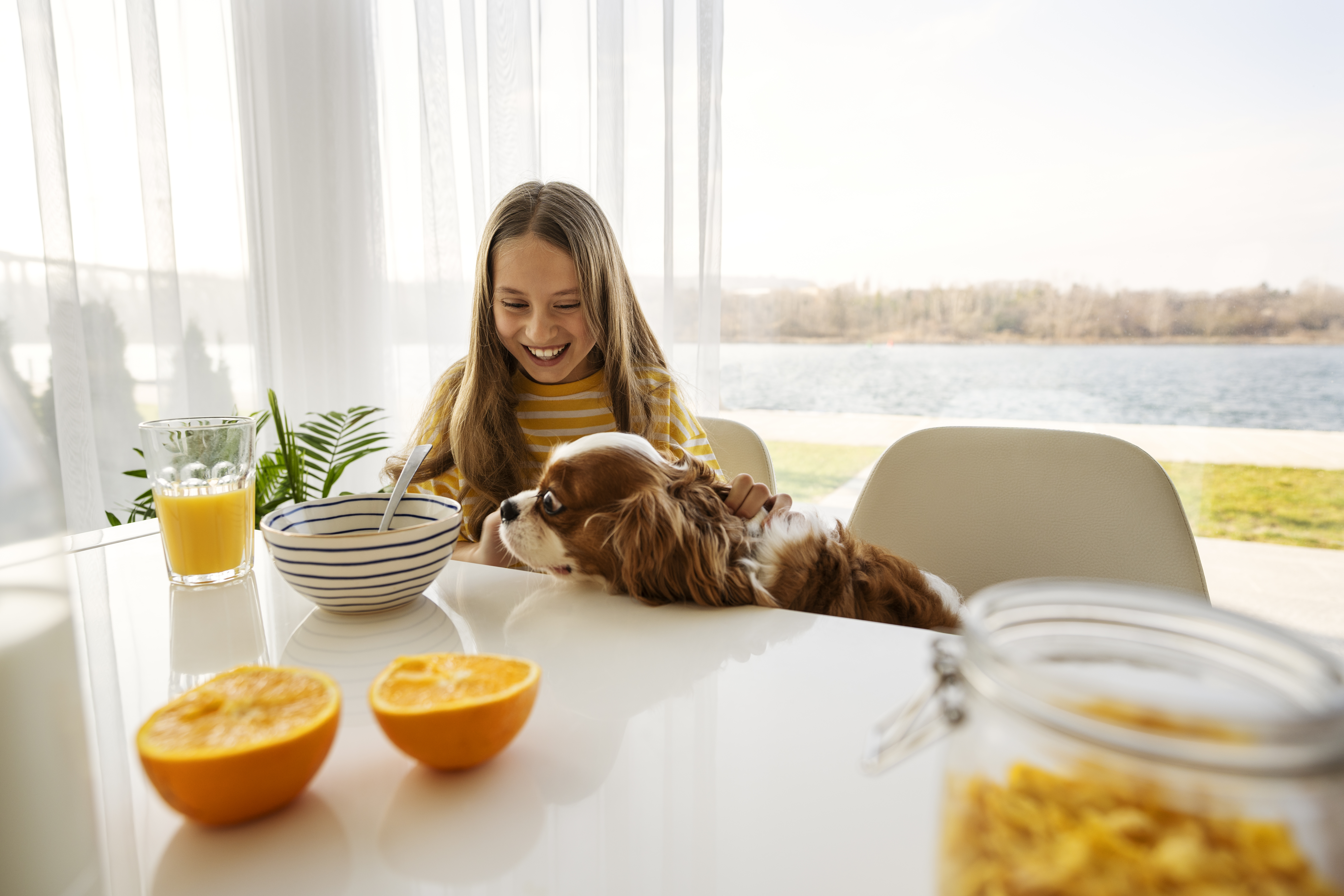 ¿Cómo entrenar a un perro para que le deje de pedir comida en la mesa?