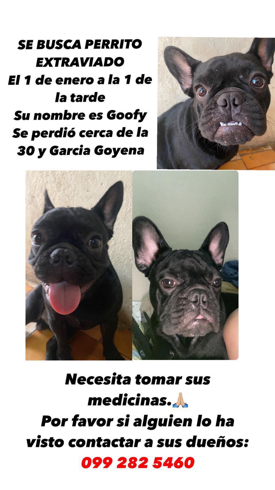 Perrito perdido en Ecuador.