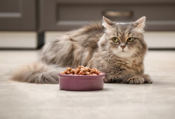¿Por qué mi gato no quiere comer? Te explicamos las posibles causas y qué hacer