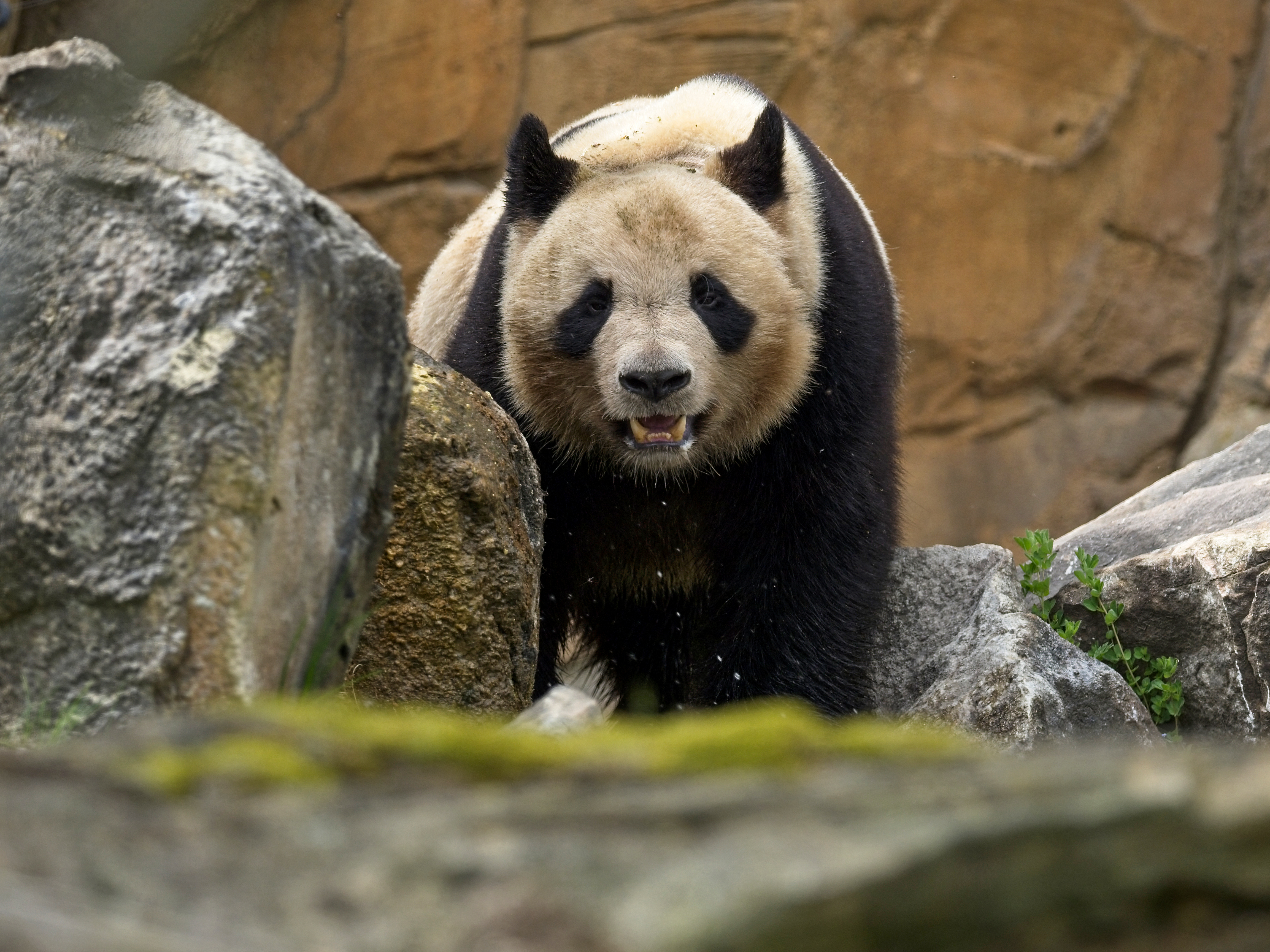 Primer panda nacido en Francia trasladado a China en julio