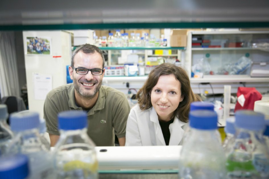 Salvador Aznar y Gloria Pascual, investigadores del IRB sobre la metástasis. / IRB - Agencia Sinc