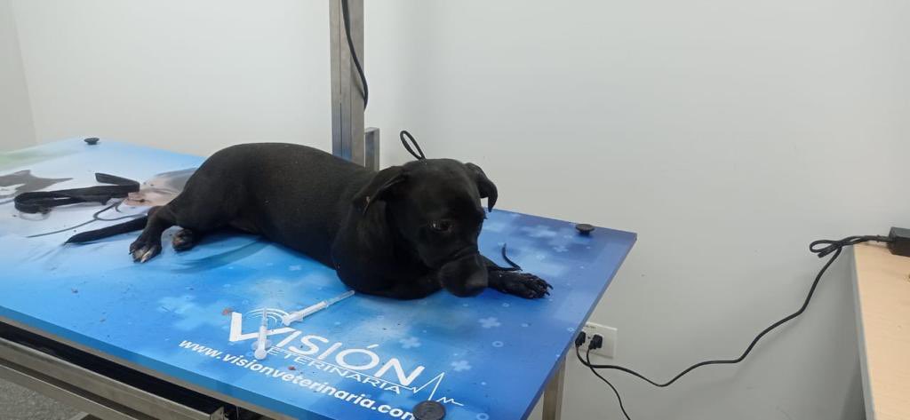 ¡Buenas noticias! Rescatan a Milu, perrita que fue lanzada de un tercer piso en Cali