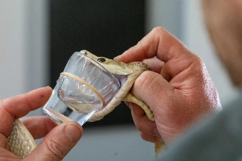 En lo corrido de 2026, se han registrado 436 accidentes por mordedura de serpiente