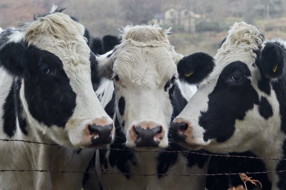 Ahora el Vodka podría venir de las vacas