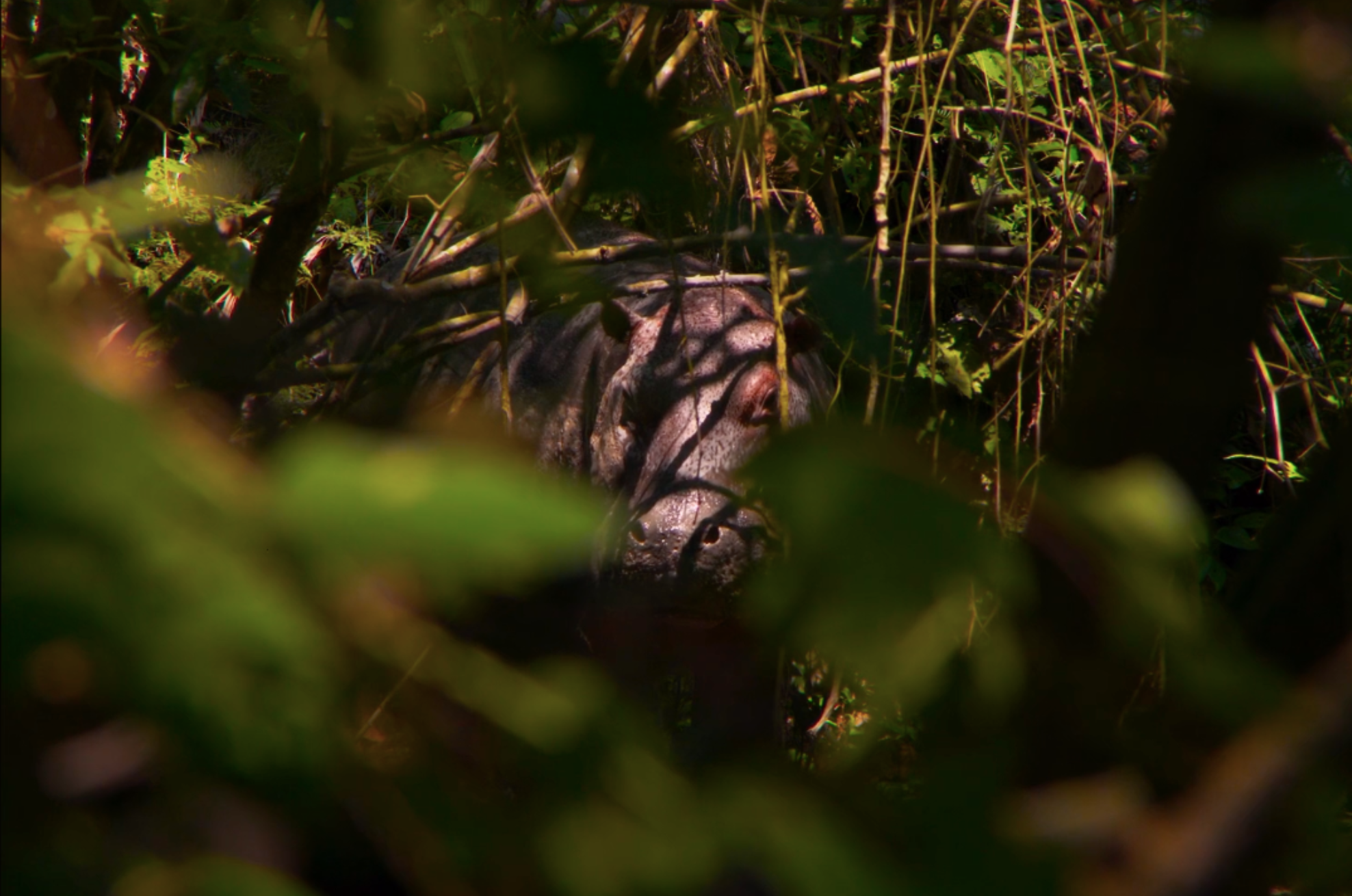 “Pepe”: la fábula de un animal obligado a invadir