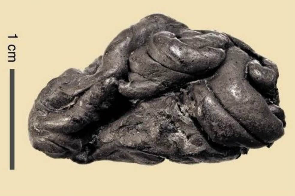 Hallan chicle de hace 6.000 años que aún conserva el Adn de quien lo mascó
