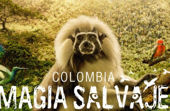 «Magia salvaje» la película más taquillera del cine colombiano