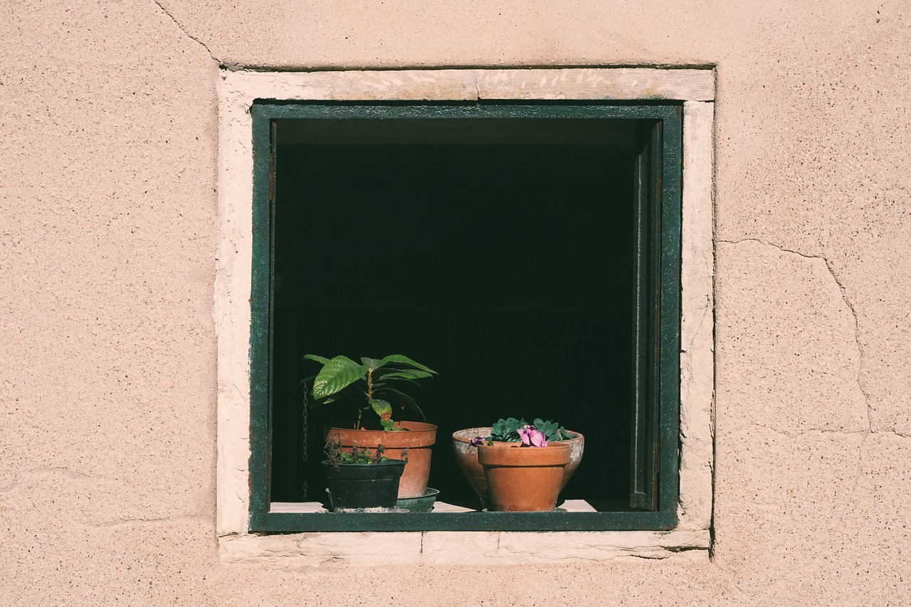 ¿Funcionan los abonos caseros? Guía de nutrientes naturales para las plantas