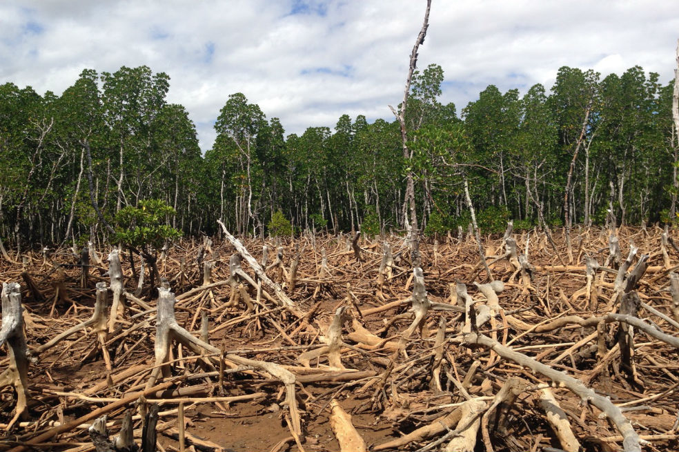 Una herramienta para medir cuán responsable es usted de la deforestación mundial
