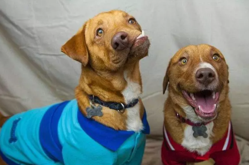 Conoce a Picasso, el perro que iba a ser sacrificado por una malformación