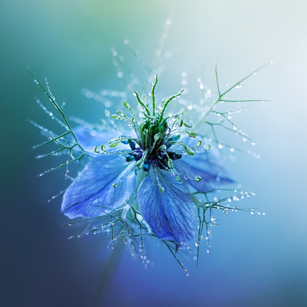 Corona chispeante. (Finalista). "Love-in-the-Mist (Nigella damascena) es para mí el epítome del comienzo del verano. Siempre me ha fascinado la variedad de flores de nigella. Desde el cogollo hasta la cápsula de la semilla seca, cada fase guarda su propio secreto. En este caso me intrigaron los detalles de los estambres y pétalos, que están rodeados por hojas en forma de red. Poco después de una lluvia, las pequeñas gotas de agua atrapadas en las hojas me hicieron pensar en una corona brillante sobre la flor. Tomé la fotografía en mi jardín con luz natural del atardecer y la convertí en posprocesamiento a un fondo azul verdoso muy fresco para que combinara con el azul de la flor".