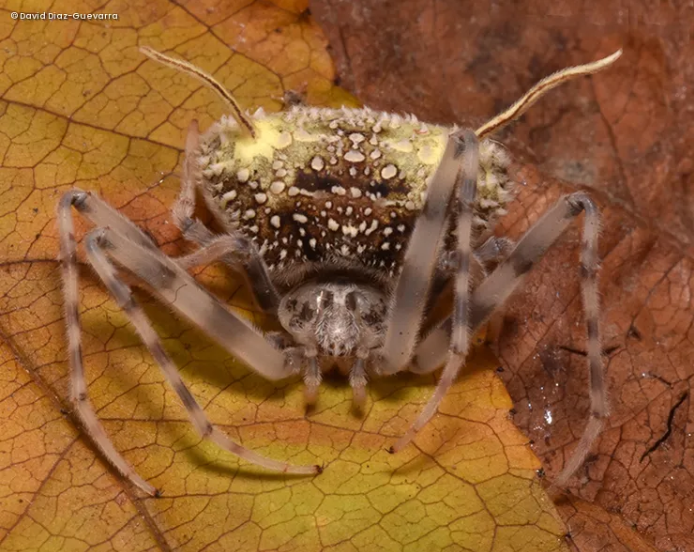 Por primera vez, descubren una especie de araña que imita la apariencia de un hongo parásito
