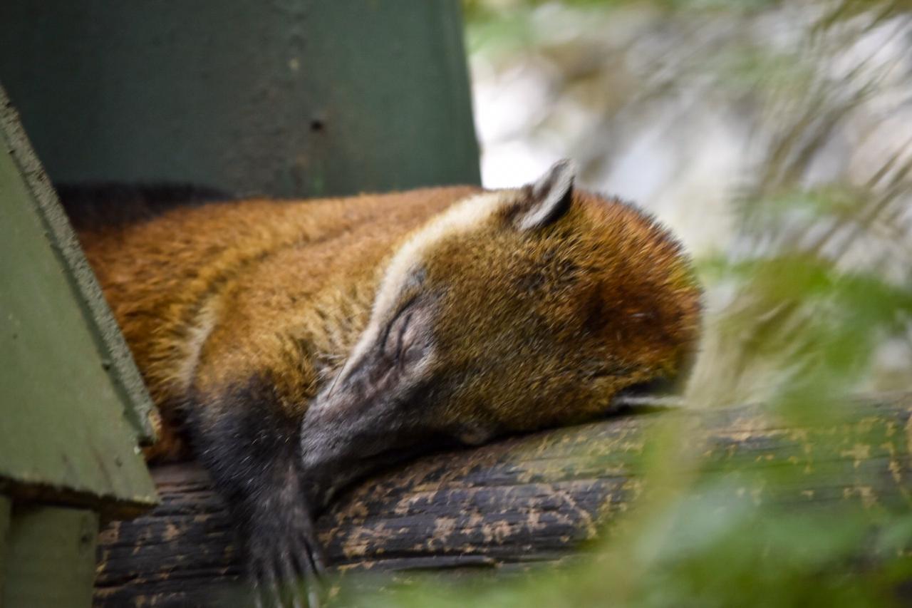 La pólvora también amenaza los bosques y la fauna silvestre: CAR