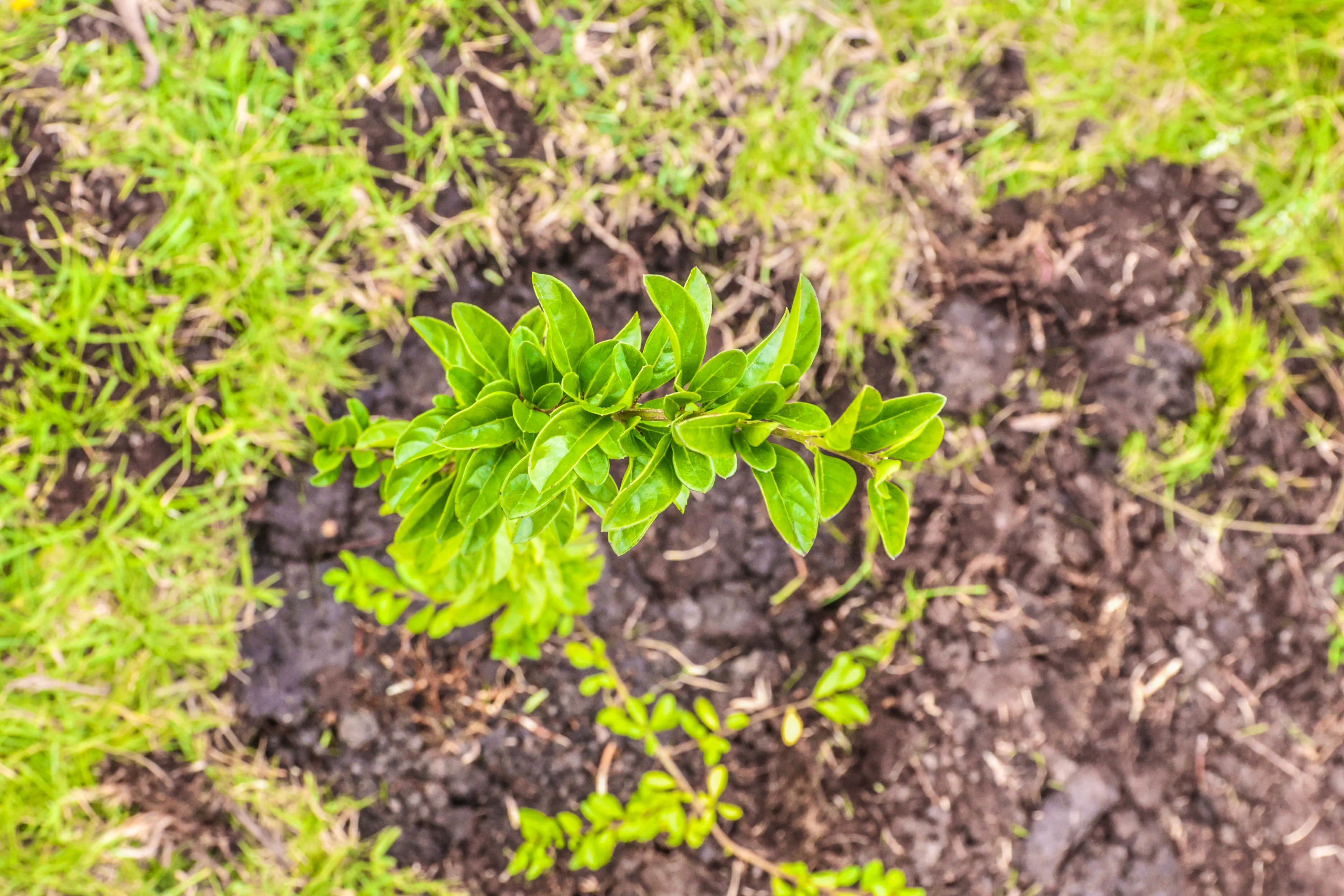 Distrito y comunidad siembran 250 árboles nativos en la Semana Ambiental en Bogotá