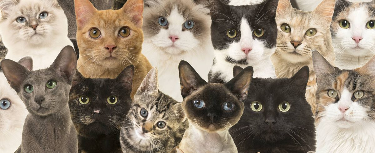 ¿Qué tipo de gato eres, según tu signo zodiacal? Descubre tu felino interior