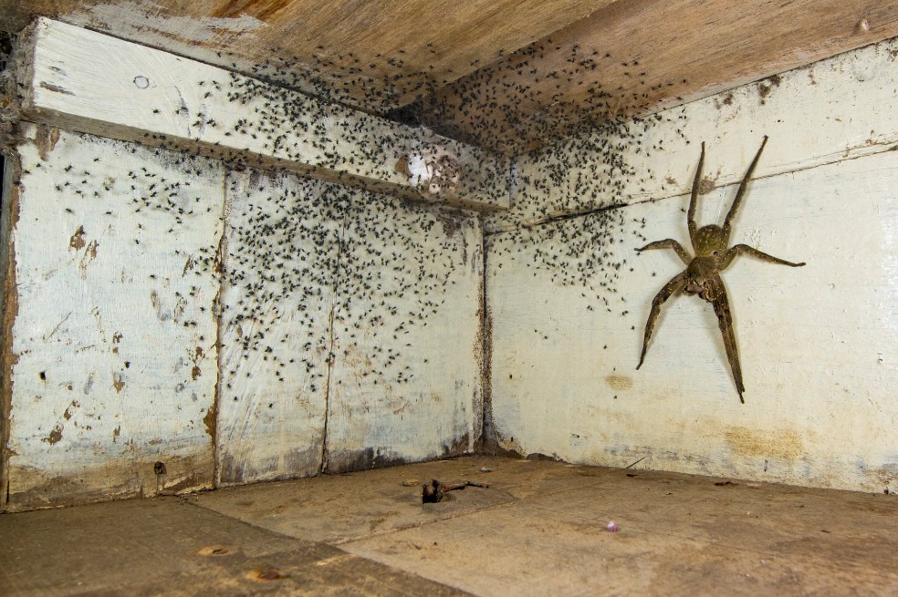Categoría fauna urbana: Gil Wizen, de Israel, encuentró una venenosa araña errante brasileña escondida bajo su cama. Esta es una de las arañas más venenosas del mundo y es del tamaño de una mano humana. Wizen utilizó una perspectiva forzada para hacerla parecer aún más grande.