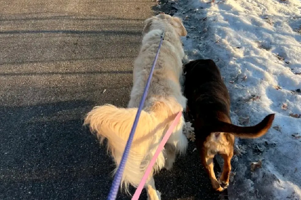 Así fue la reacción de una golden retriever al descubrir que su compañera fue adoptada