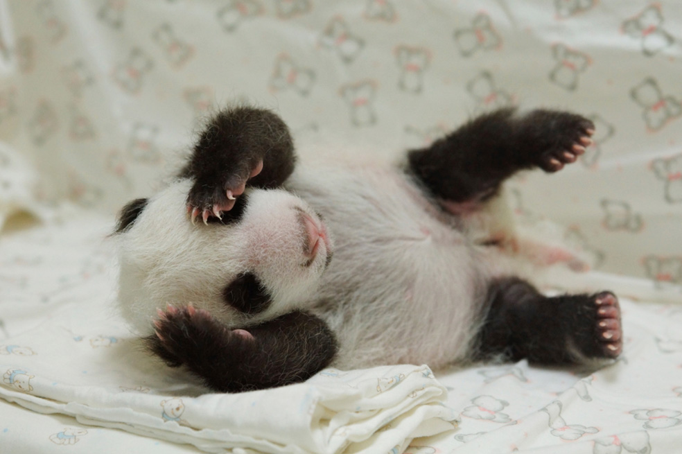 El primer oso panda nacido en cautiverio en Taiwan
