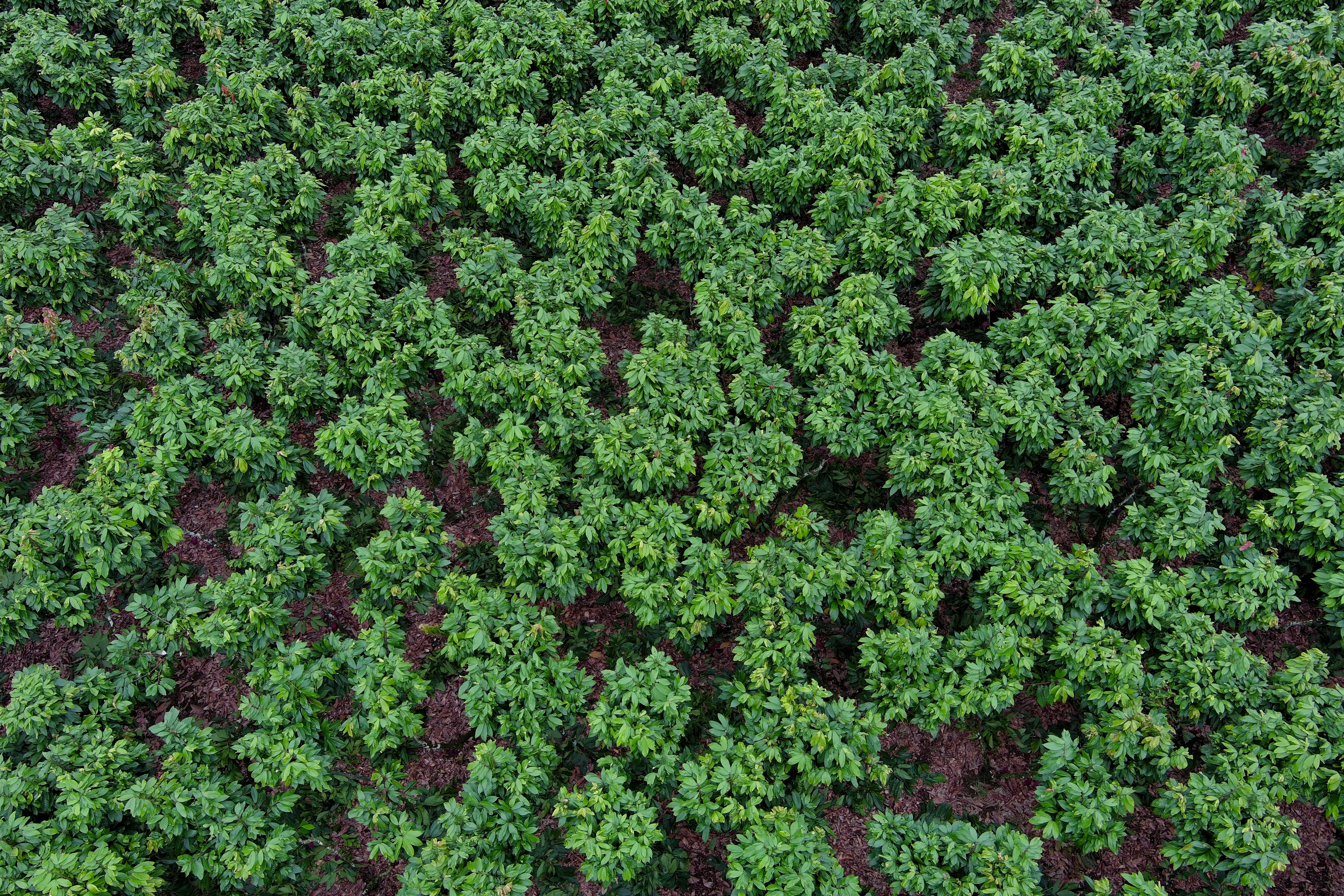 Aerial view of a cocoa plantation in Buena Fe canton, Los Rios province, Ecuador on June 12, 2024.
