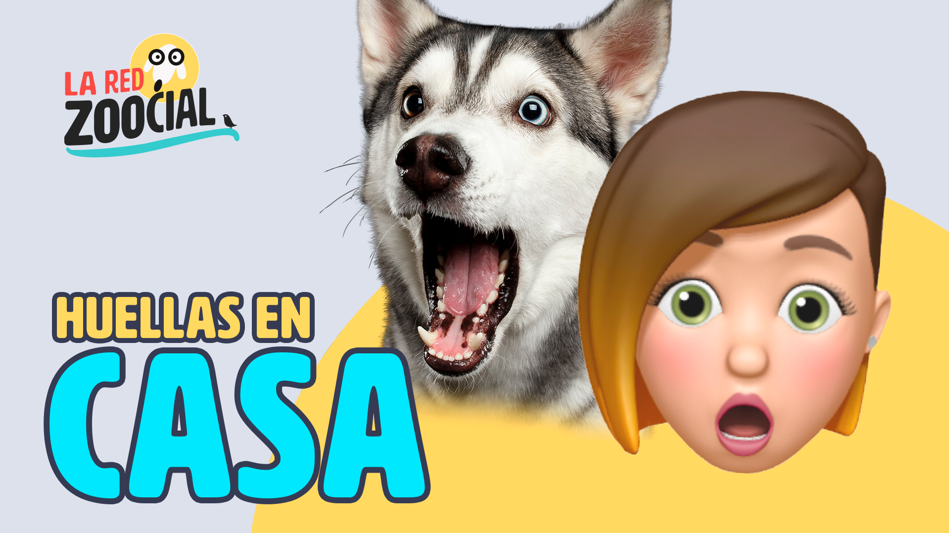 4 Soluciones para ayudar a las mascotas afectadas por la pandemia