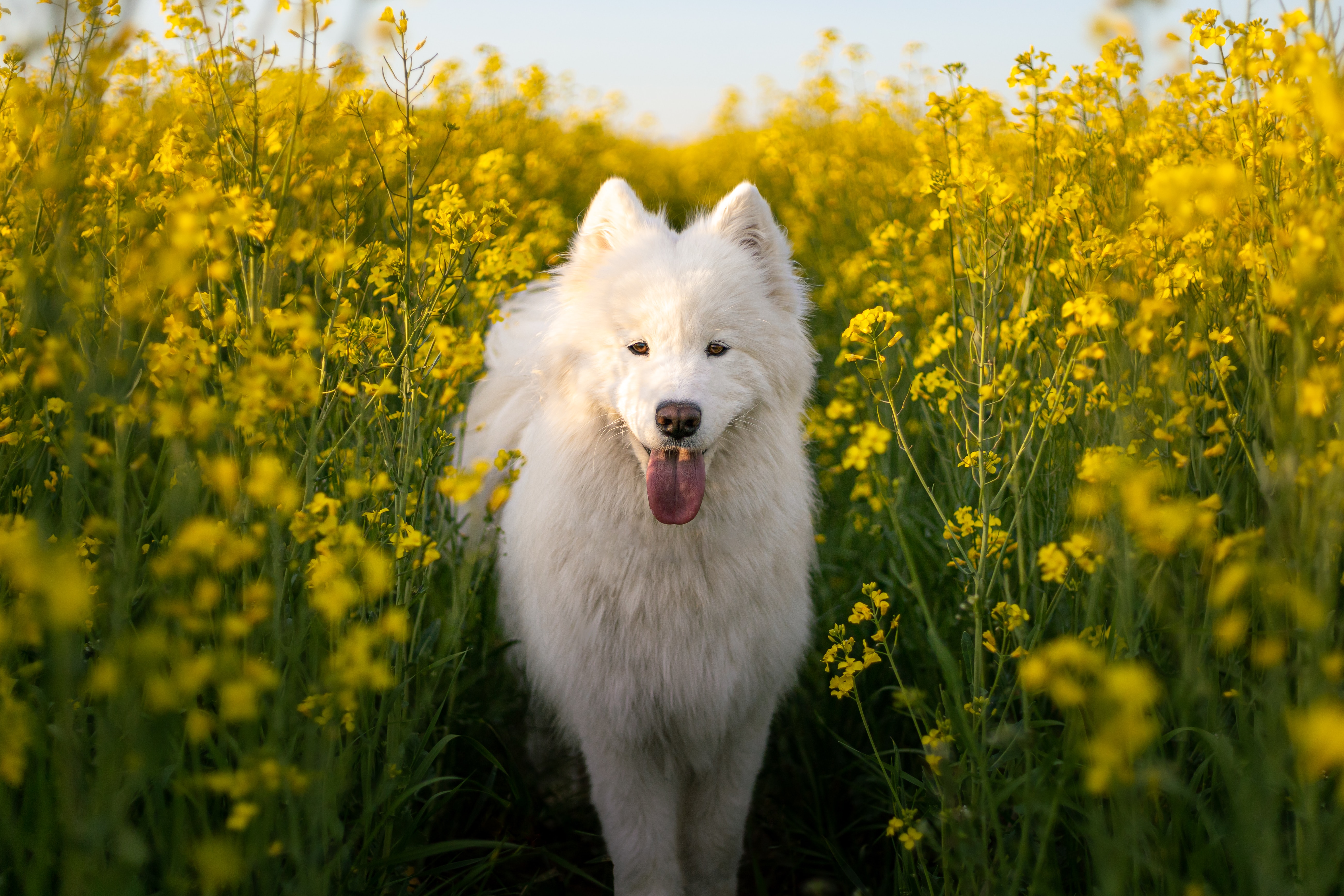 Perro samoyedo: alimentación, carácter y cuidados