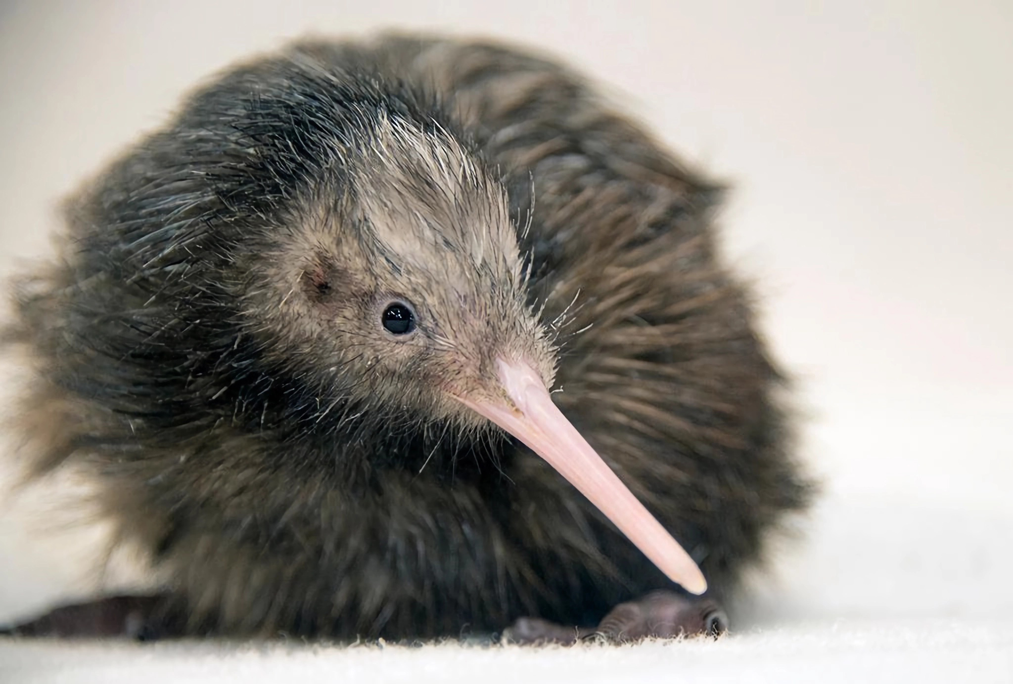 “Nos equivocamos”: Zoo de Miami se disculpa por polémico video del kiwi Paora