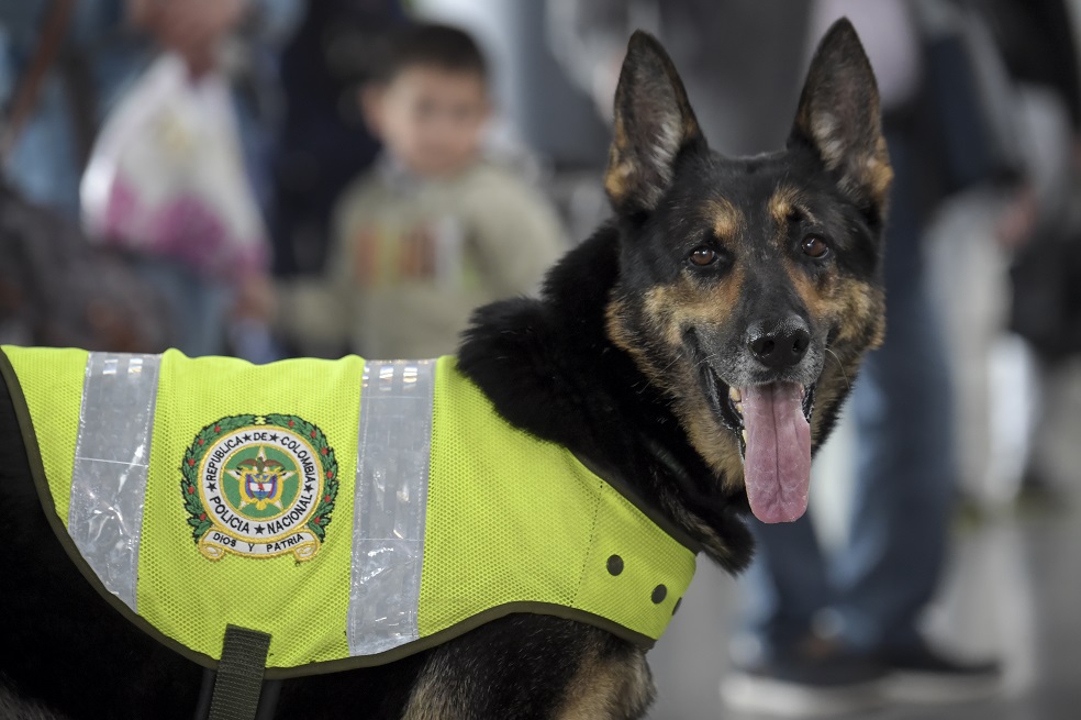 Sombra, la perra desplazada por recibir amenazas del Clan del Golfo